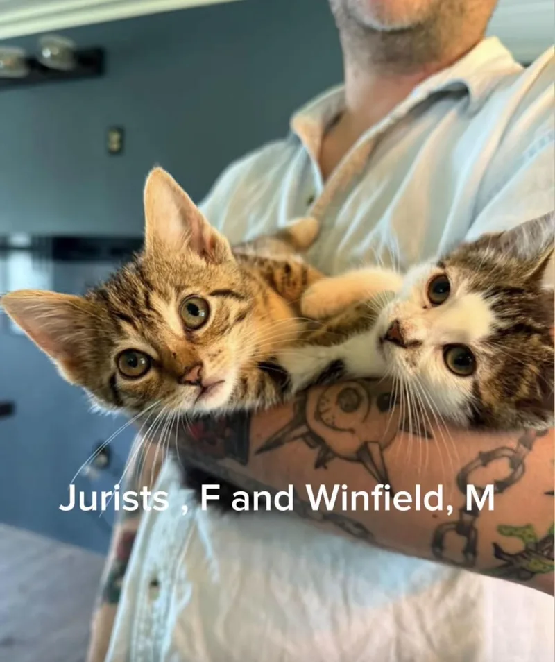 A young medium-sized male American Shorthair cat named Wynnfield for adoption in Shrewsbury, MA