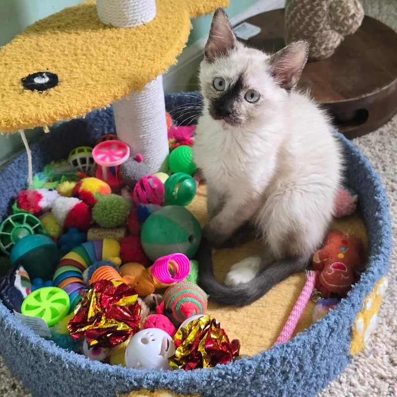 Gigi