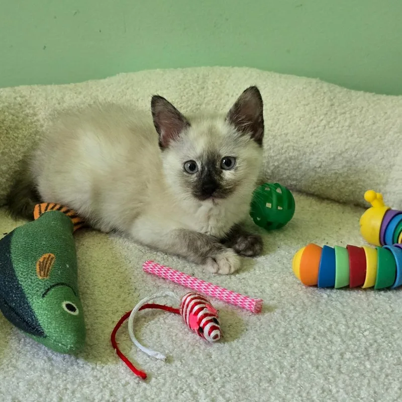Gigi thumbnail 2