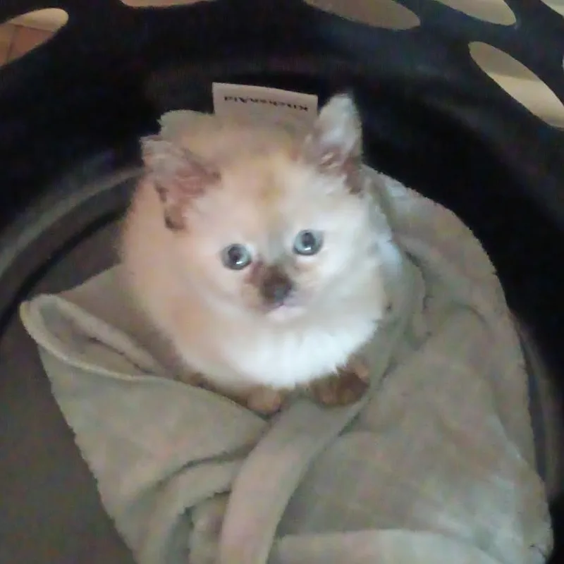 Gigi thumbnail 4
