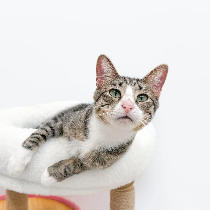 An adult medium-sized male Tabby cat named Franz for adoption in New Orleans, LA