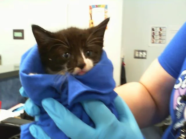 A baby small-sized male Domestic Short Hair cat named Luigi for adoption in Charlotte, NC