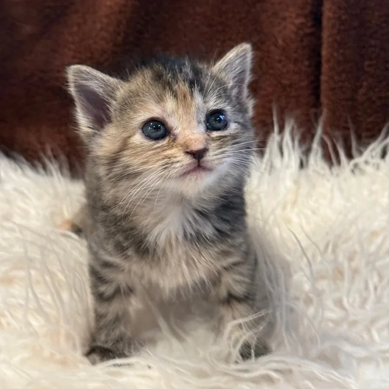 A baby medium-sized female Calico Domestic Short Hair cat named Emily for adoption in Johnson City, TN