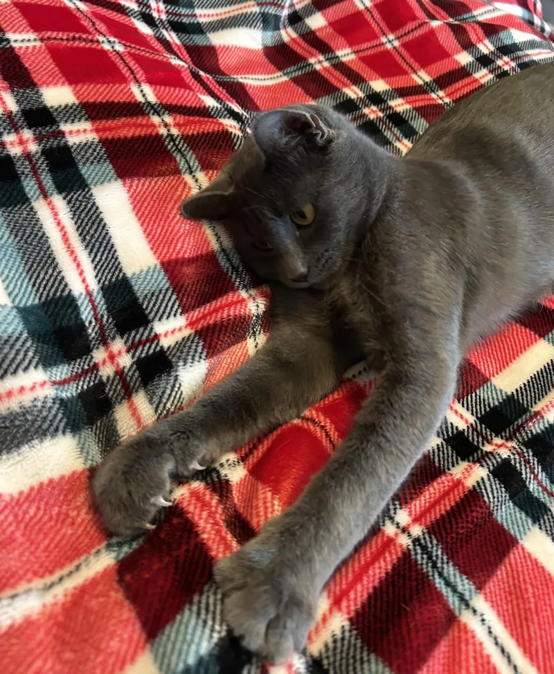 Morticia thumbnail 2