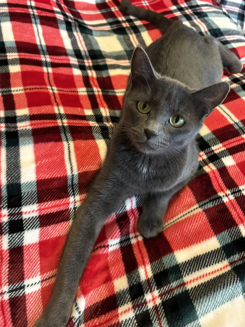 Morticia thumbnail 3