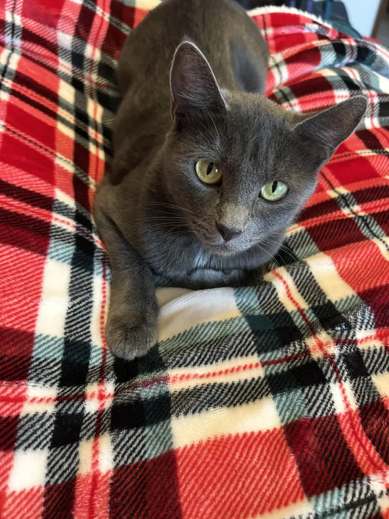 Morticia thumbnail 4