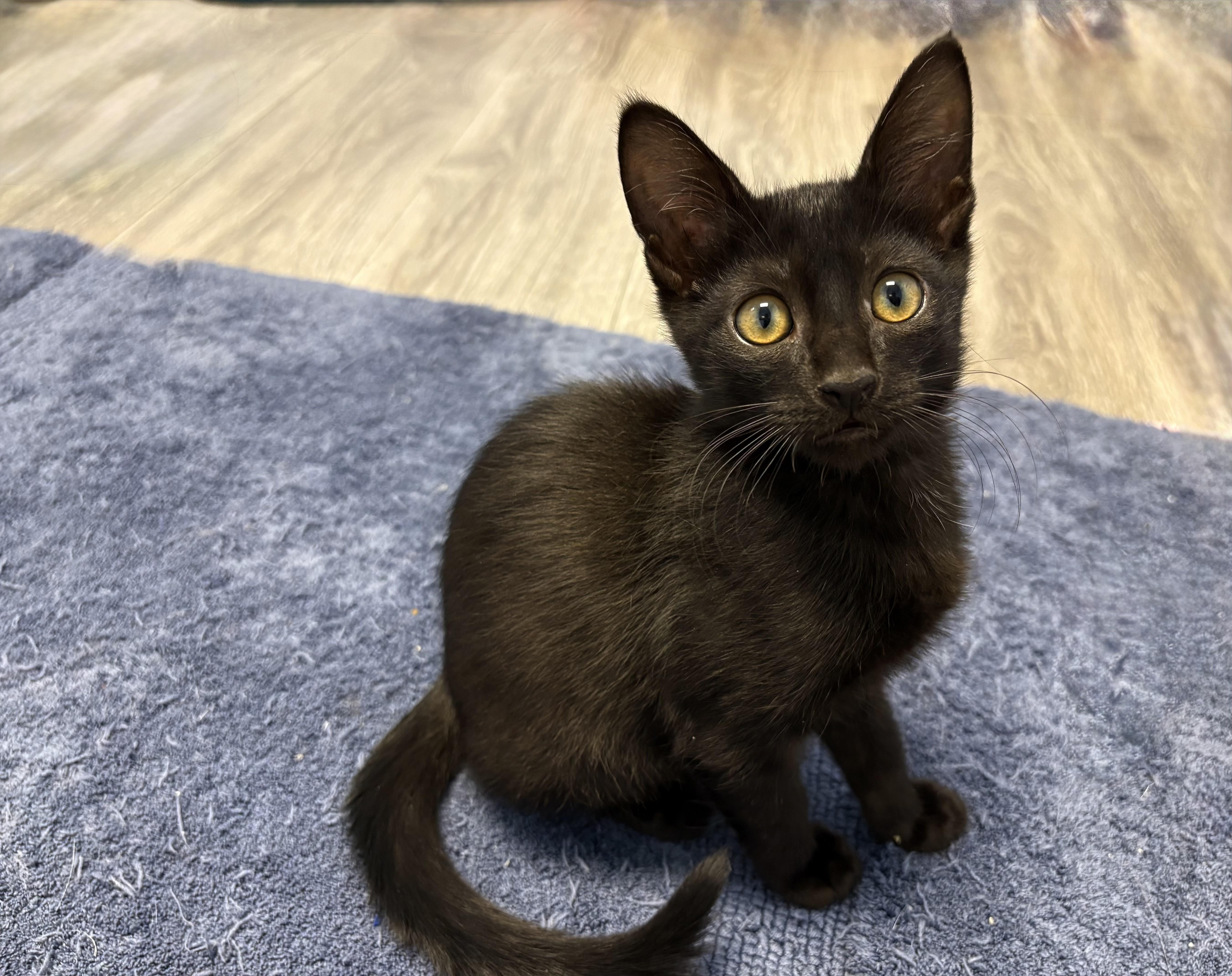 A baby small-sized male Domestic Short Hair cat named Perseus for adoption in Fountain Hills, AZ