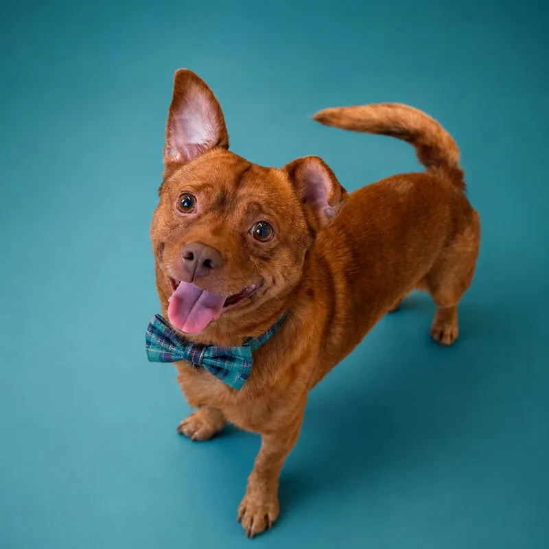 A senior small-sized male Brown / Chocolate Mixed Breed dog named Brownie for adoption in Binghamton, NY