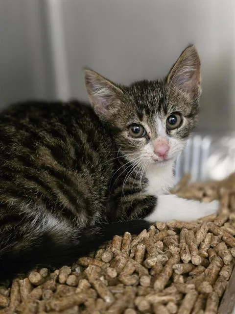 A baby small-sized male Domestic Short Hair cat named Harmonica for adoption in Aliquippa, PA
