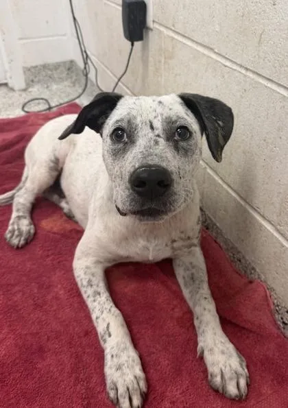 A young medium-sized male White / Cream Mixed Breed dog named Buzz Lightyear for adoption in Kansas City, MO