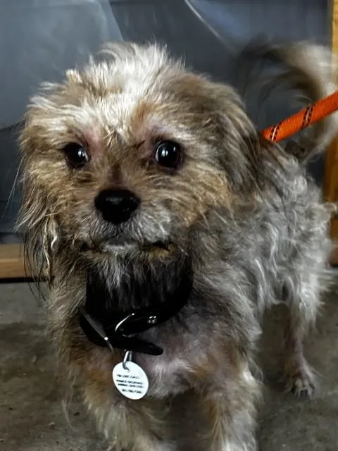 A young small-sized male Yorkshire Terrier dog named Clive for adoption in Upper Marlboro, MD
