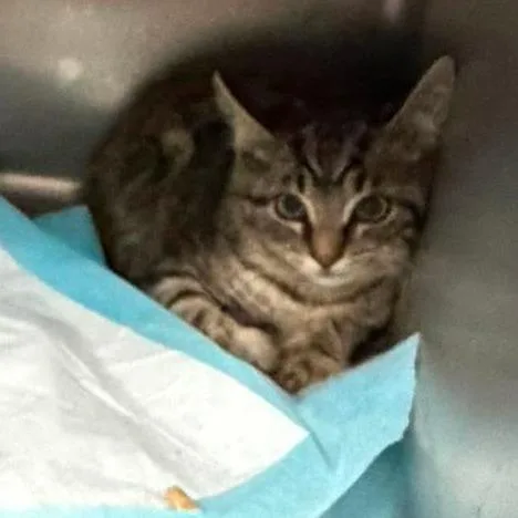 A baby small-sized male Brown / Chocolate Domestic Short Hair cat named Cronk for adoption in Shinnston, WV