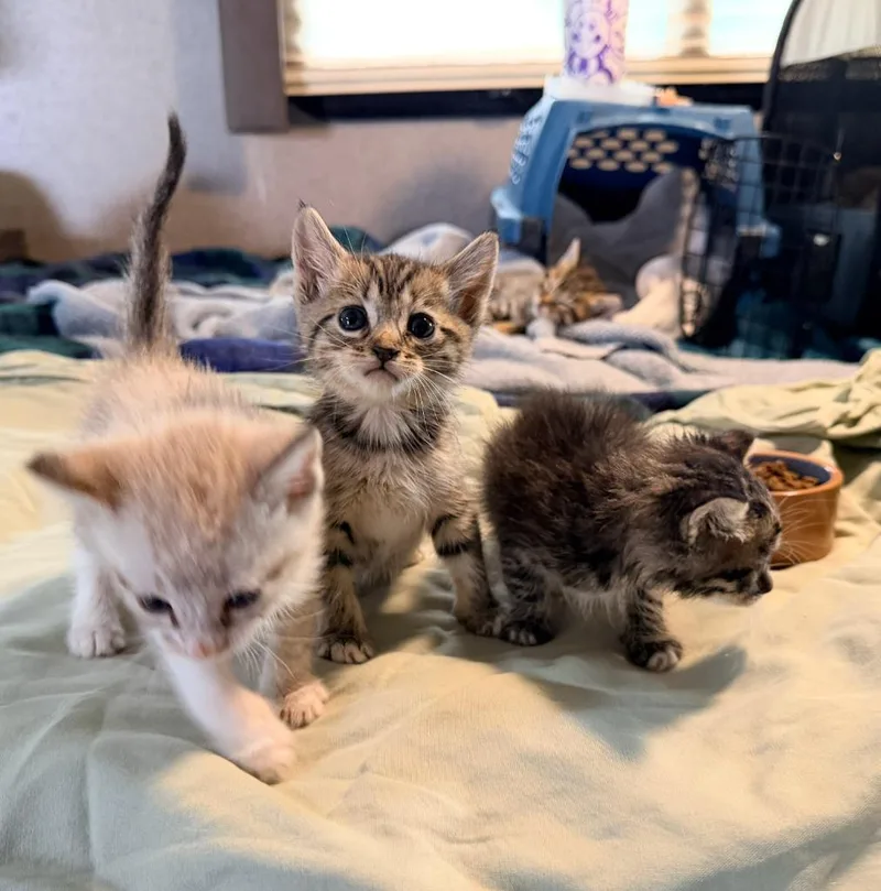 A baby small-sized female Domestic Short Hair cat named Hermione Granger for adoption in Los Angeles, CA