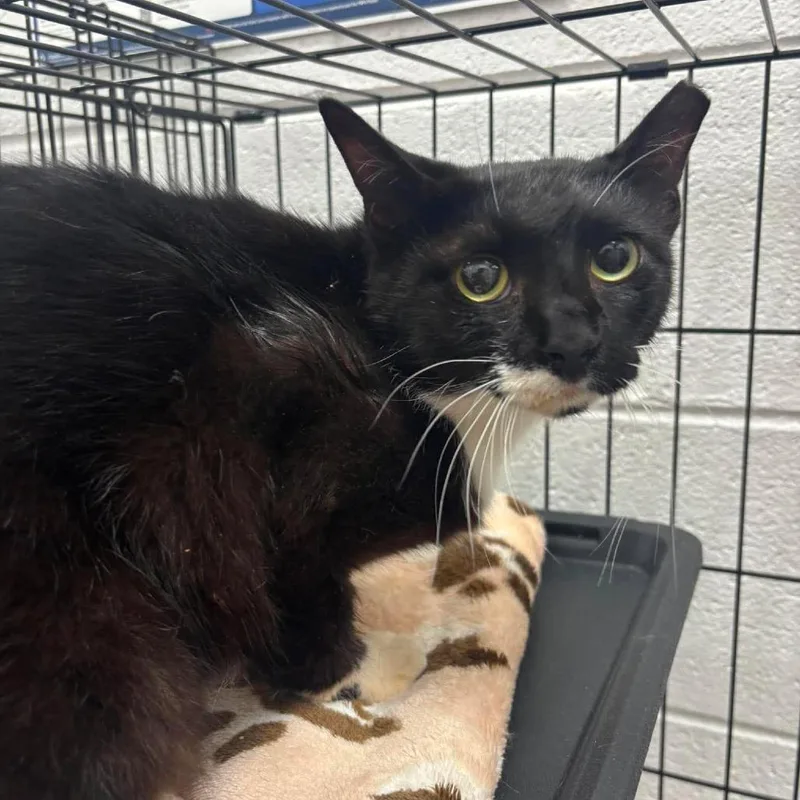 An adult large-sized male Black Domestic Short Hair cat named Rafter for adoption in Rocky Mount, VA