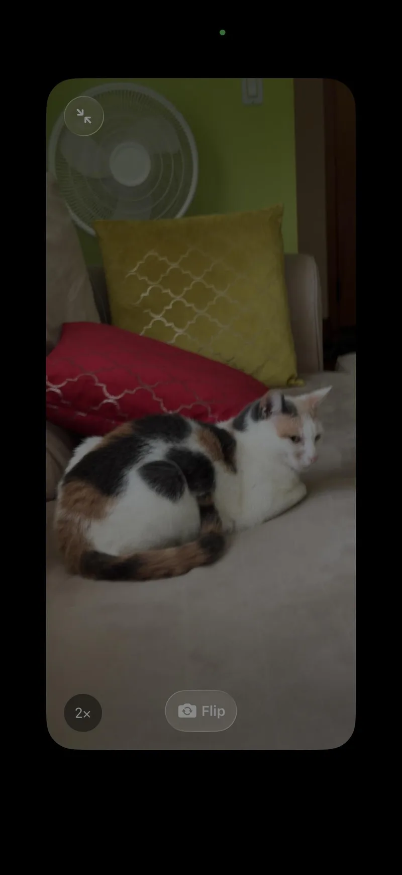 An adult medium-sized female Calico Domestic Short Hair cat named Missy for adoption in Weehawken, NJ