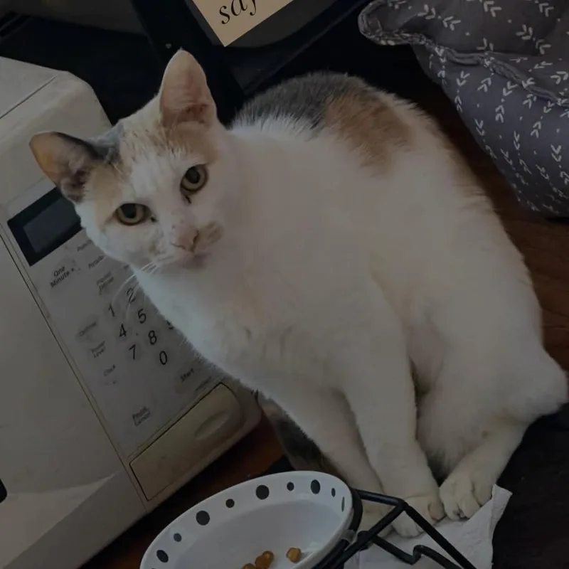 Missy thumbnail 5