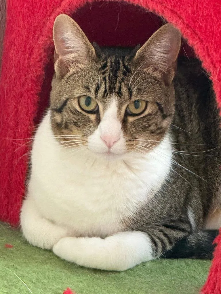 A young medium-sized female Domestic Short Hair cat named Maggie for adoption in Dalton, GA