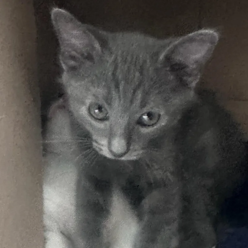 A baby small-sized male Gray / Blue / Silver Russian Blue cat named Pepper for adoption in Fresno, CA