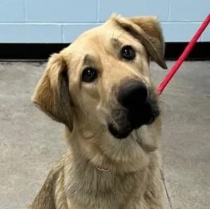 A young large-sized female Apricot / Beige Shepherd dog named Winnie for adoption in Albany, NY