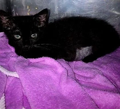 A baby small-sized female Domestic Short Hair cat named Nena for adoption in Houston, TX