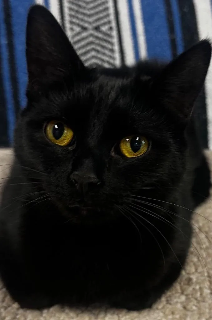 A young medium-sized female Domestic Short Hair cat named Hermione for adoption in Elizabethton, TN