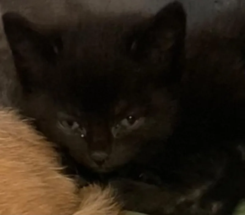 Hermione thumbnail 2