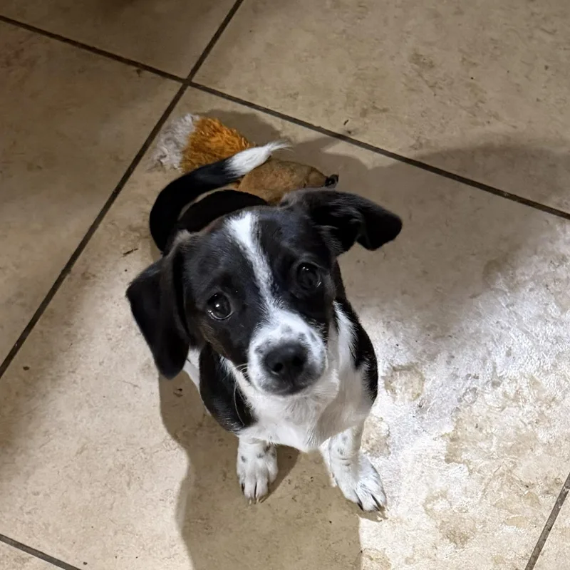 A baby small-sized female Dachshund dog named Mochi for adoption in Phoenix, AZ
