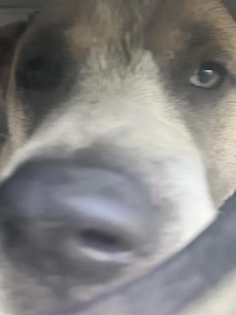A young medium-sized male Mixed Breed dog named Kali for adoption in Dallas, TX