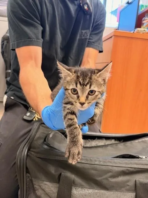 A baby small-sized male Domestic Medium Hair cat named A for adoption in Burbank, CA