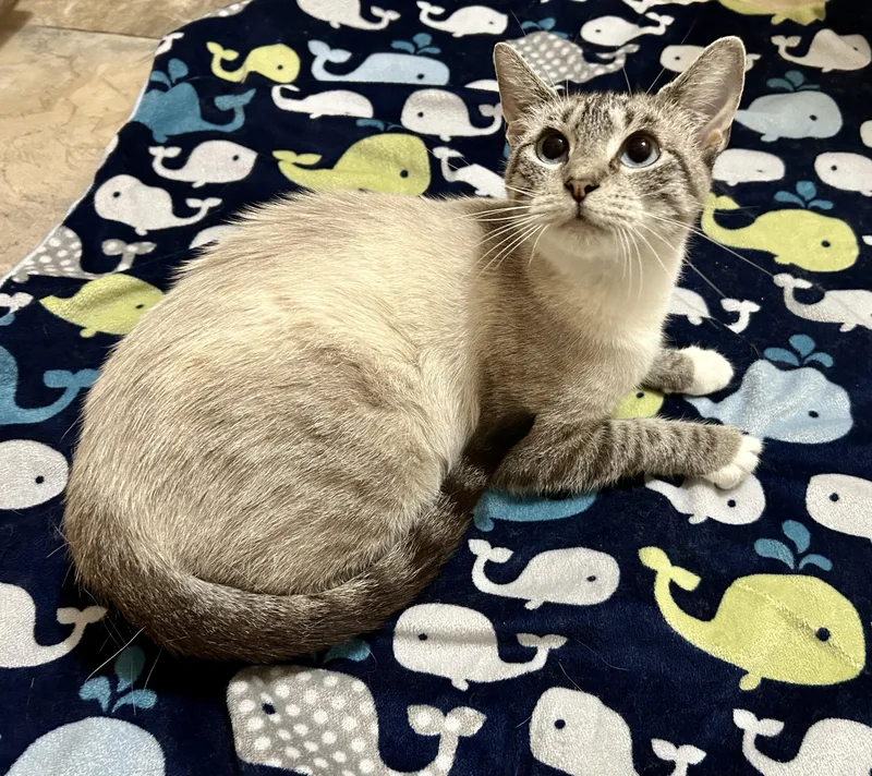A young small-sized female Domestic Short Hair cat named Sparkle for adoption in La Salle, IL