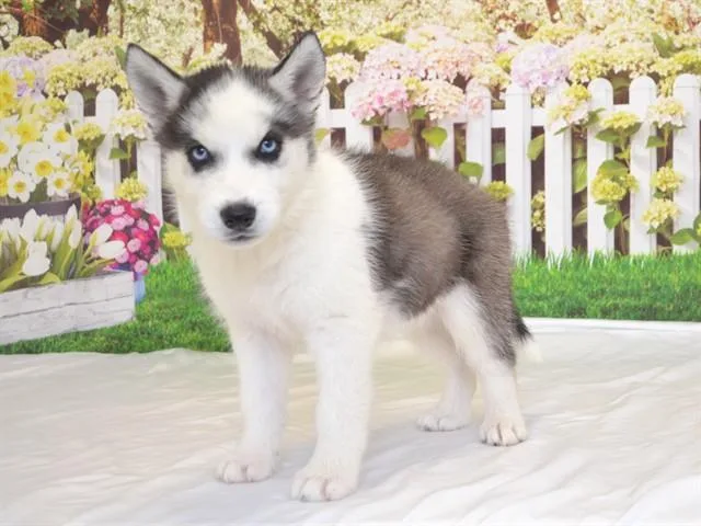 A baby small-sized female Siberian Husky dog named Yodel for adoption in Oroville, CA