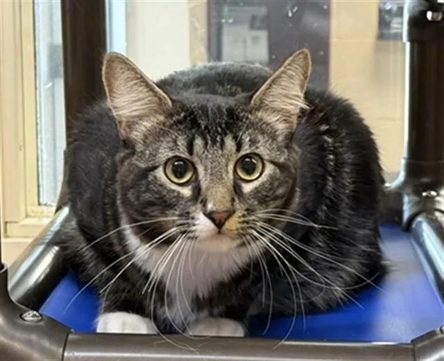 A young medium-sized male Domestic Medium Hair cat named Jupiter for adoption in Aurora, IL