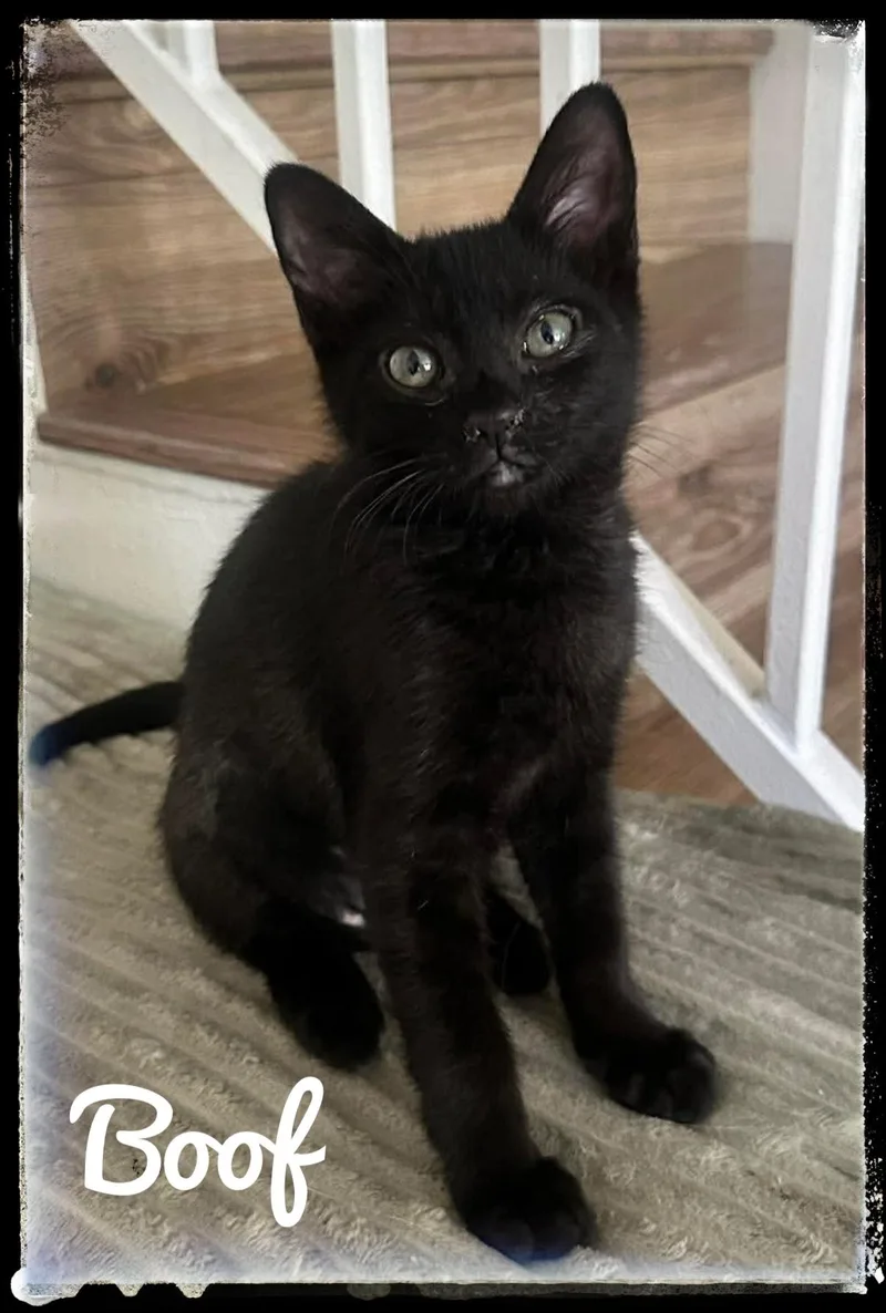 A baby small-sized female Domestic Short Hair cat named Boof for adoption in El Cajon, CA