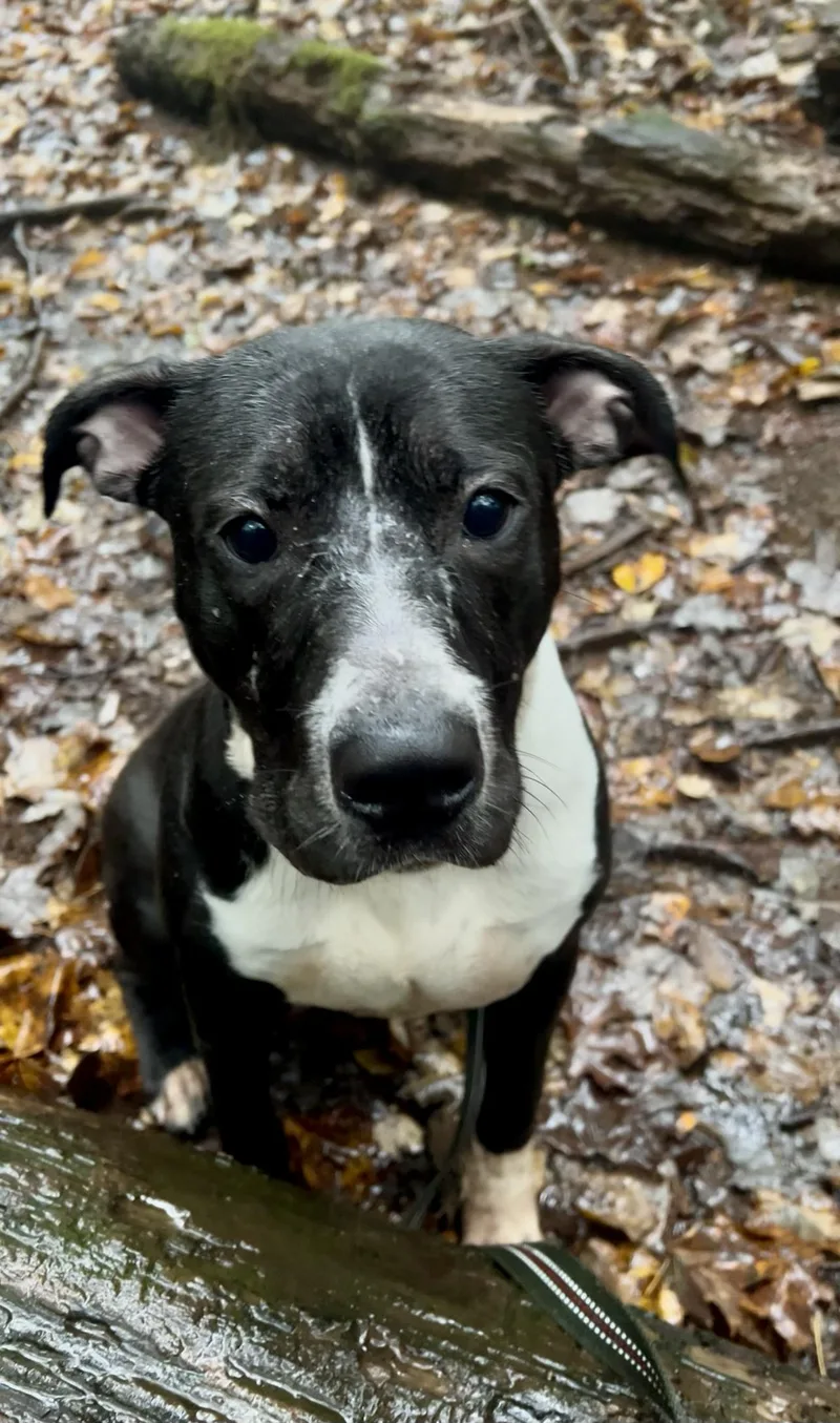 A young medium-sized male Labrador Retriever dog named Equinox for adoption in Millerstown, PA