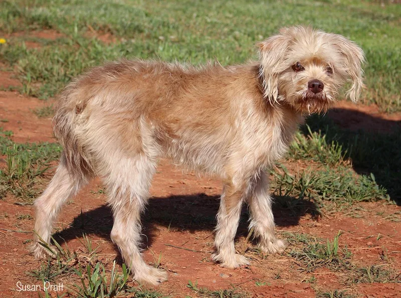 An adult small-sized male Yellow / Tan / Blond / Fawn Terrier dog named Chester for adoption in Bedford, VA