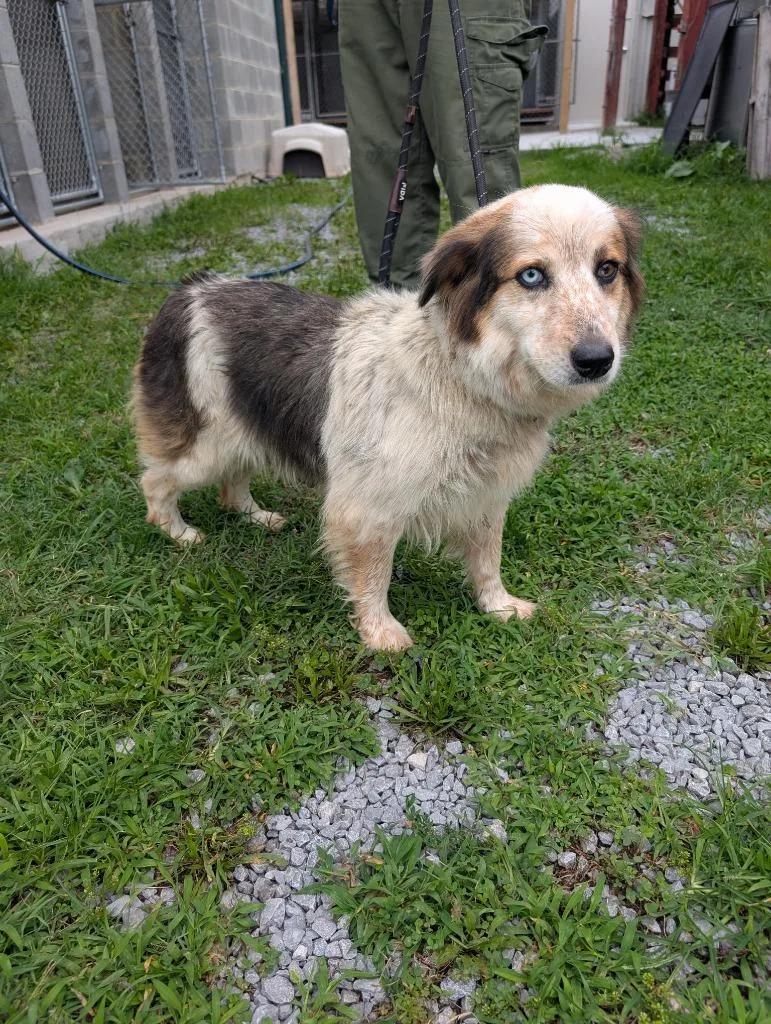 A young medium-sized female Mixed Breed dog named Cleopatra for adoption in Shelbyville, TN