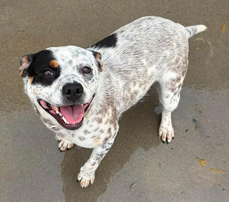 A young medium-sized female Australian Cattle Dog / Blue Heeler dog named Etta for adoption in Knoxville, IA