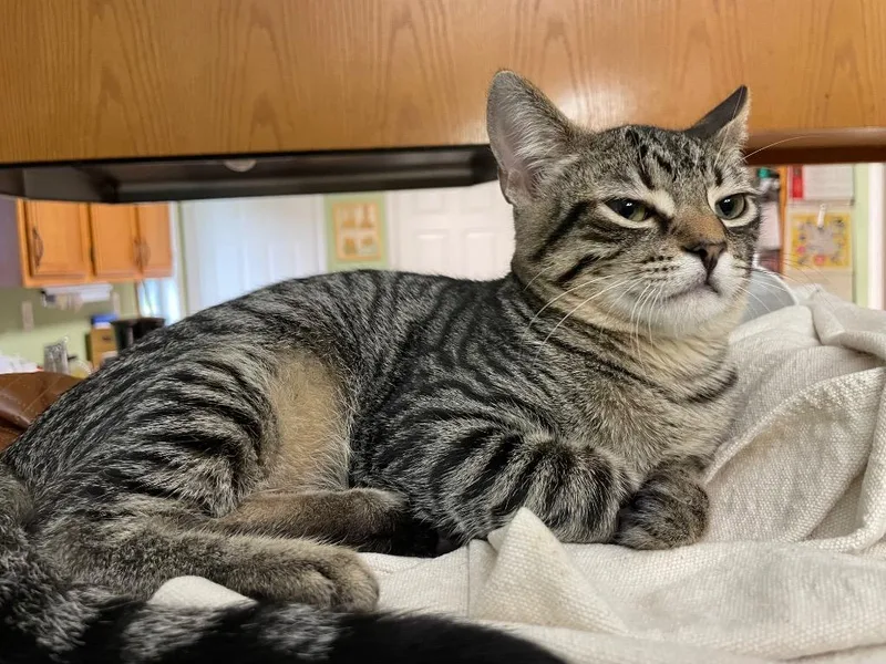 A baby medium-sized male Domestic Short Hair cat named Francis for adoption in Fort Oglethorpe, GA