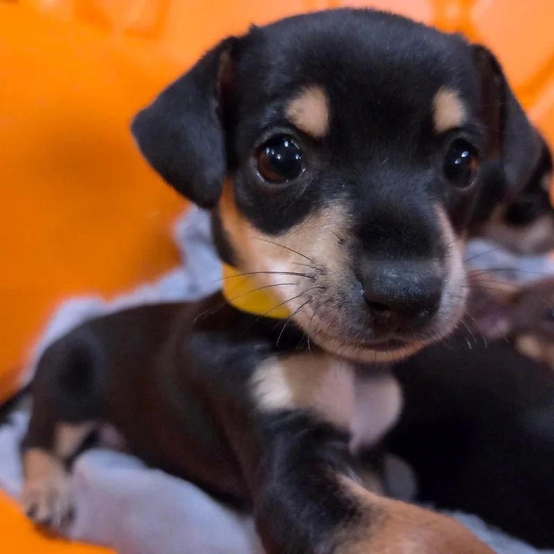 A baby small-sized female Black Chihuahua dog named Gravitron for adoption in Redmond, WA