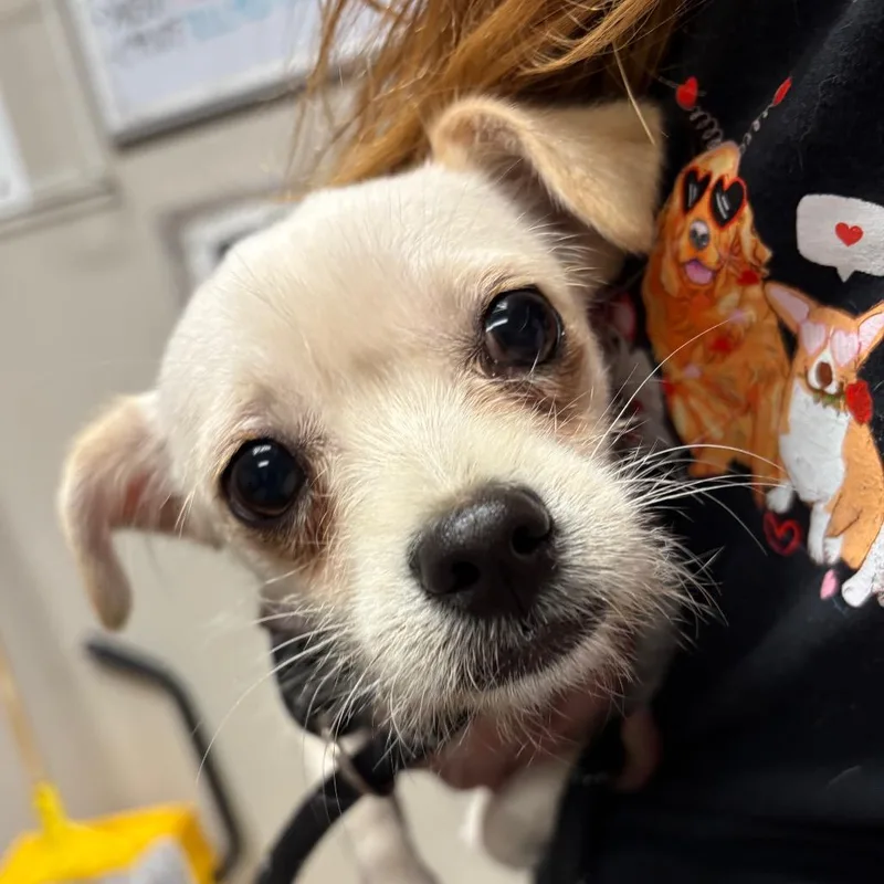 A young small-sized female White / Cream Chihuahua dog named Gorda for adoption in Yuma, AZ
