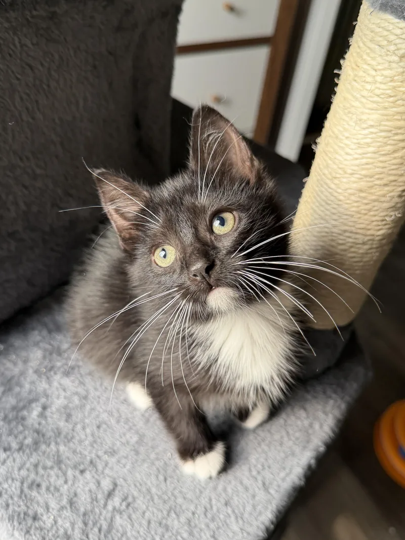 A baby medium-sized female Black & White / Tuxedo Domestic Short Hair cat named Brenda for adoption in South Lyon, MI