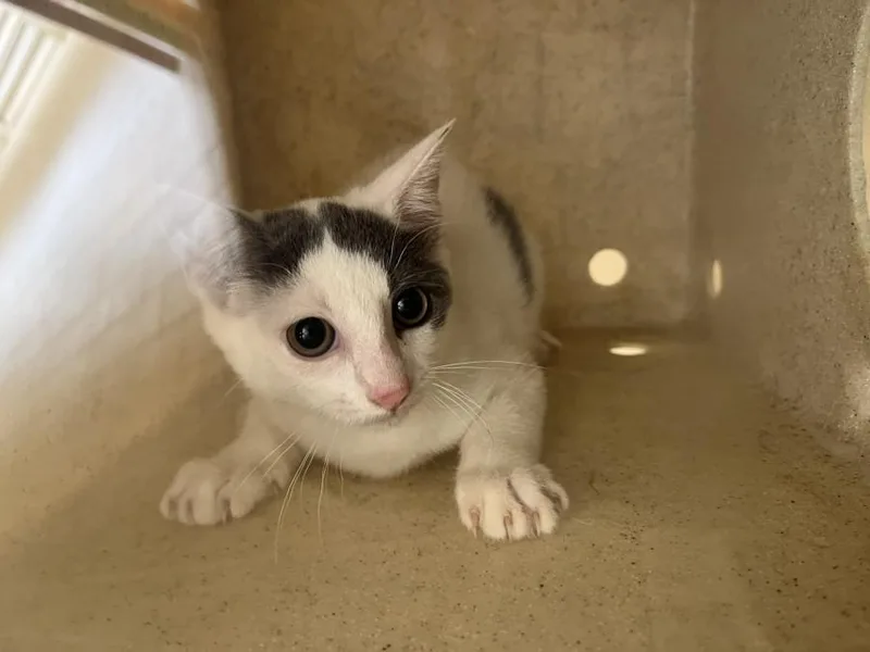 A baby small-sized female Domestic Short Hair cat named Forest for adoption in Chapel Hill, NC
