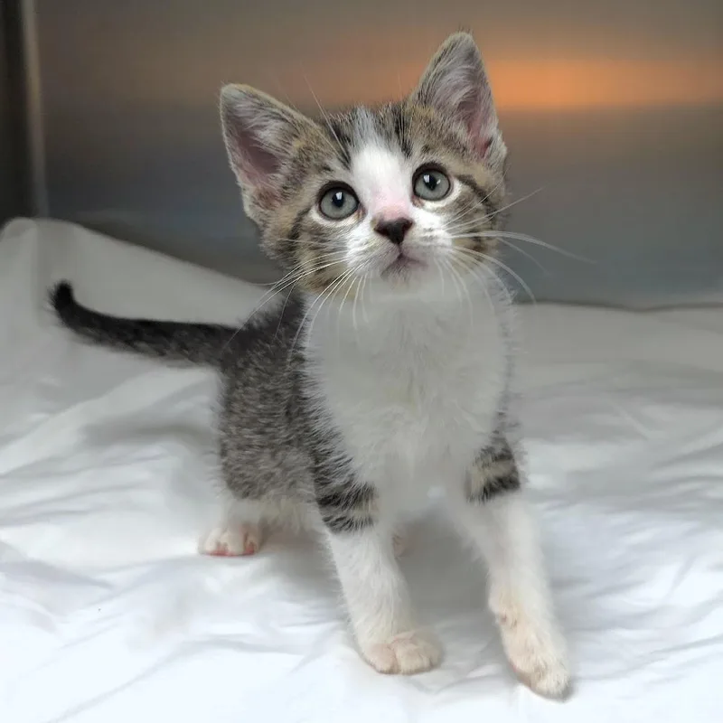 A baby small-sized male Brown / Chocolate Domestic Short Hair cat named Ty for adoption in Michigan City, IN