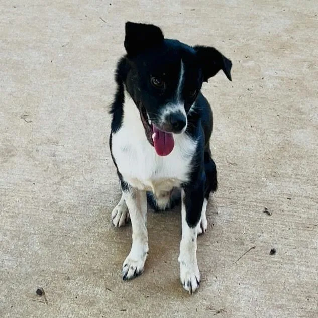 An adult medium-sized male Border Collie dog named Archie for adoption in Norman, OK