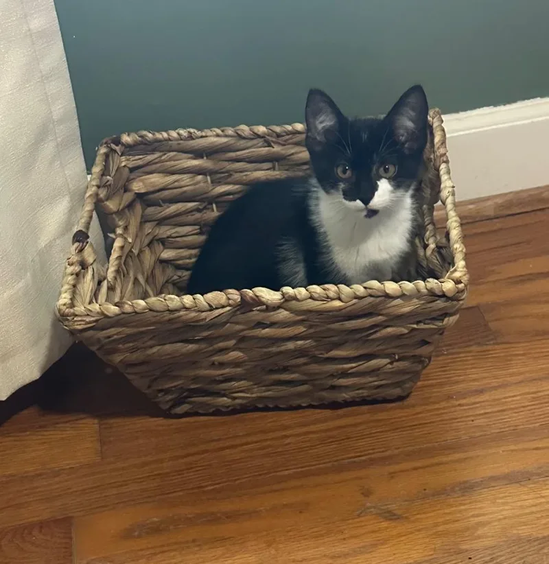 A baby medium-sized female Domestic Short Hair cat named Litterbug for adoption in Little Rock, AR