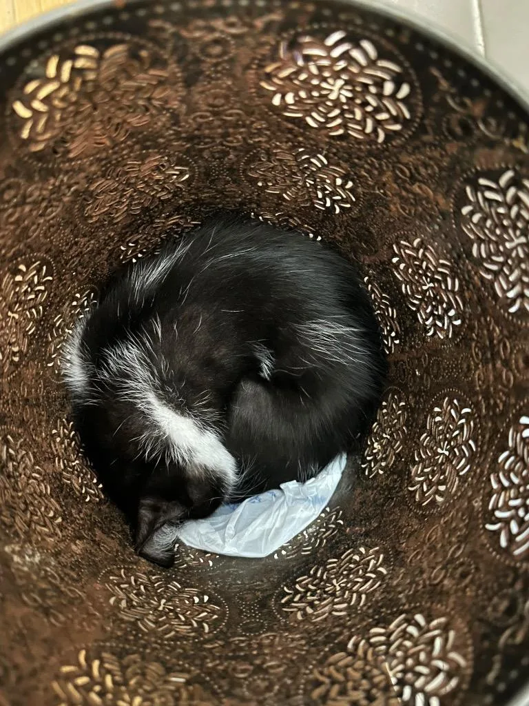 Litterbug thumbnail 4