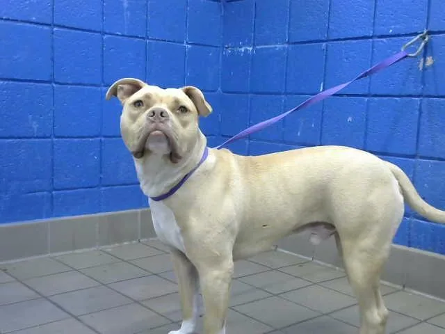 A young medium-sized male Pit Bull Terrier dog named Dudley for adoption in Albuquerque, NM