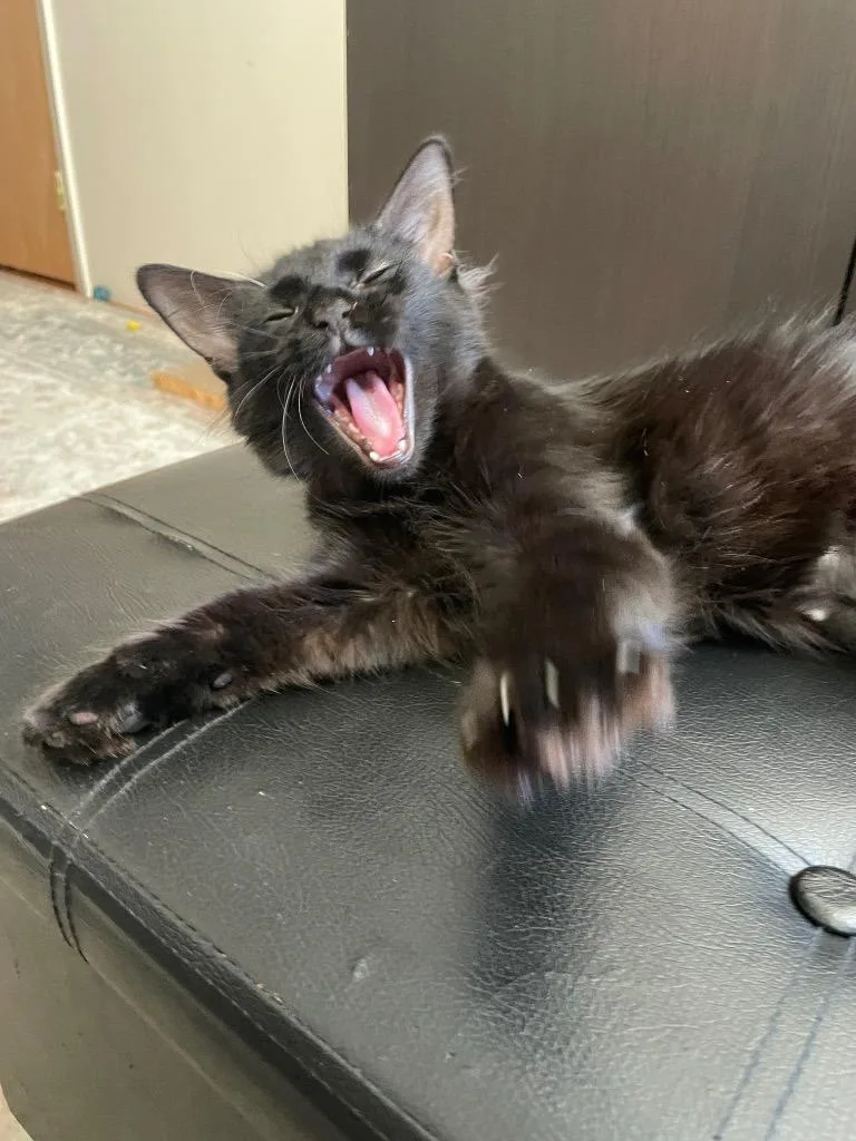 A baby medium-sized female Domestic Long Hair cat named Orchid for adoption in New York, NY
