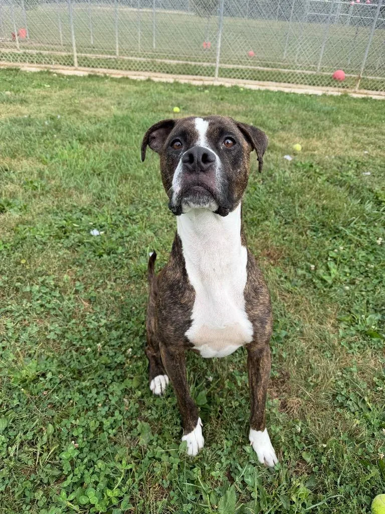 An adult large-sized male American Staffordshire Terrier dog named Kilo for adoption in Pierceton, IN