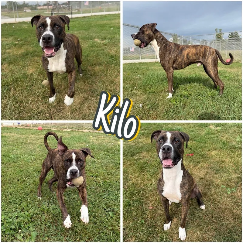 Kilo thumbnail 5